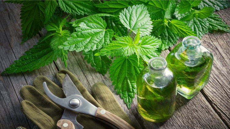 how to use stinging nettle for hair growth