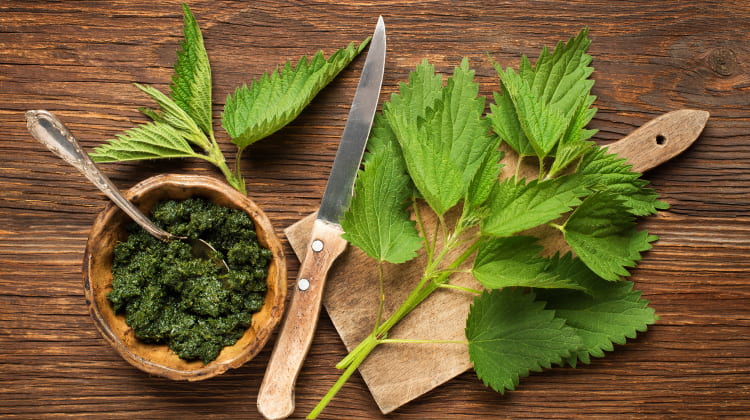 potential side effects of using stinging nettle for hair